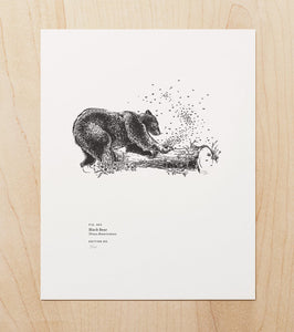 Black Bear - Art Print