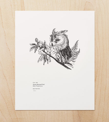 Great Horned Owl - Art Print