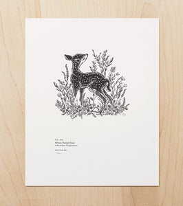 White Tailed Deer - Art Print