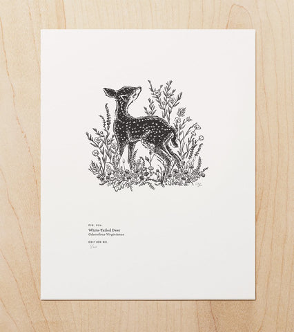 White Tailed Deer - Art Print