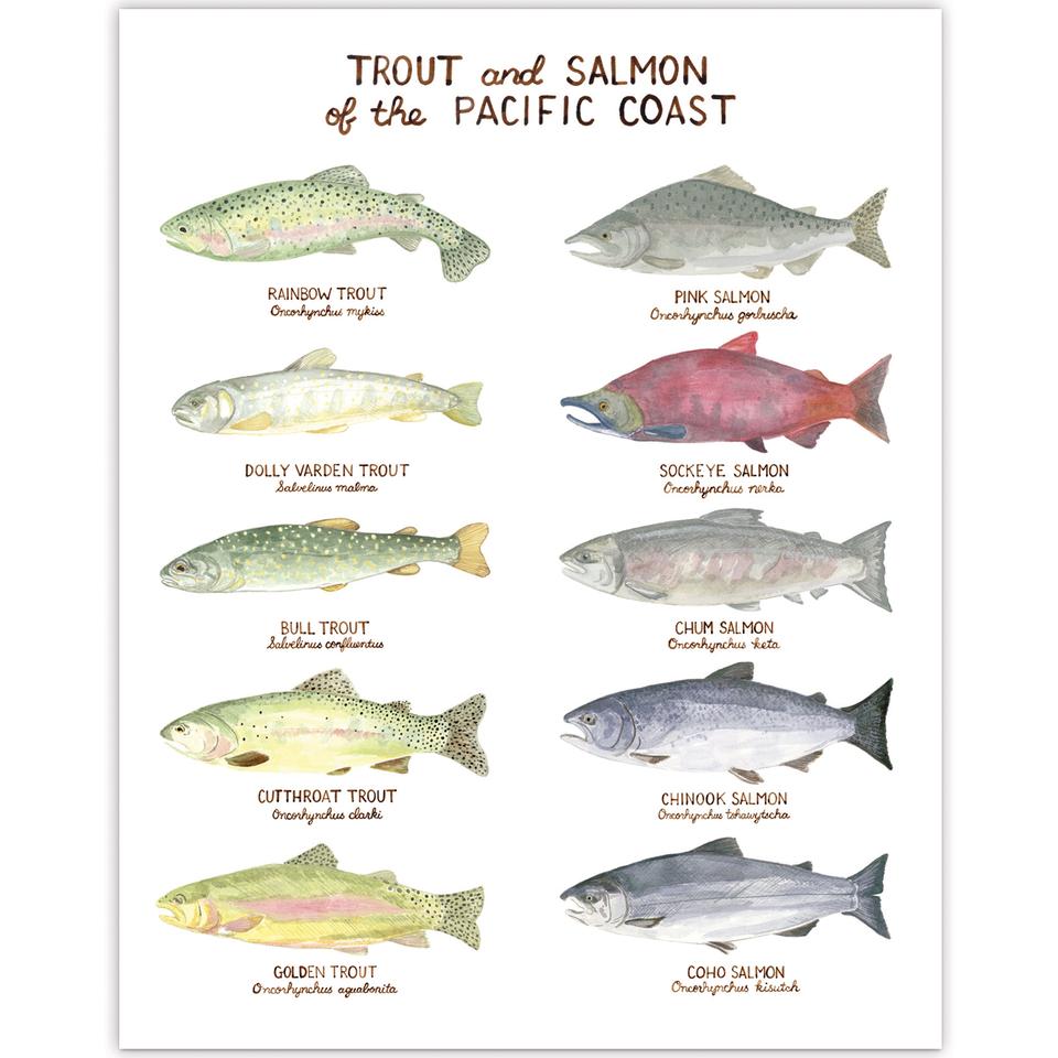 PNW Trout and Salmon - 11x14 Art Print