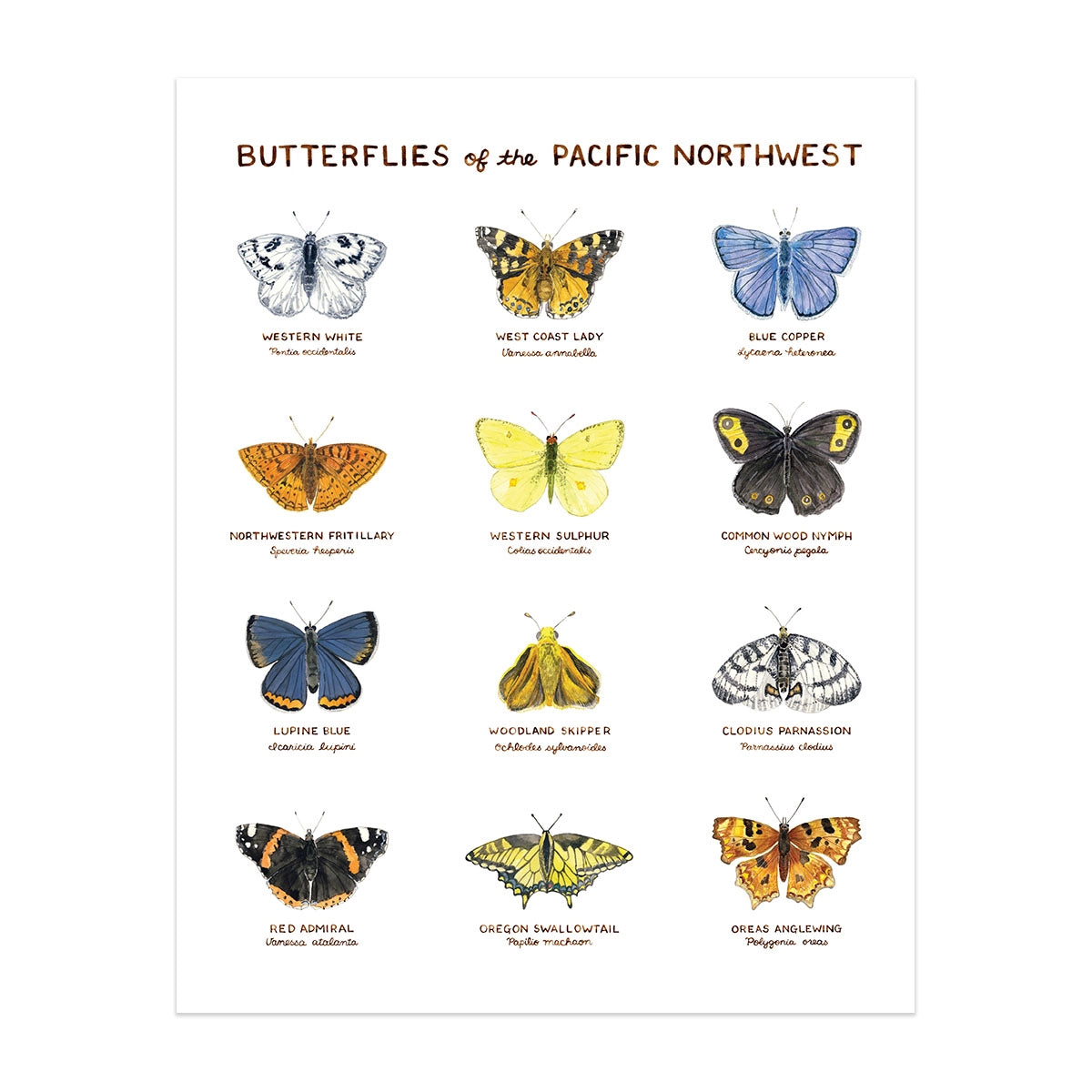 PNW Butterflies - Art Print