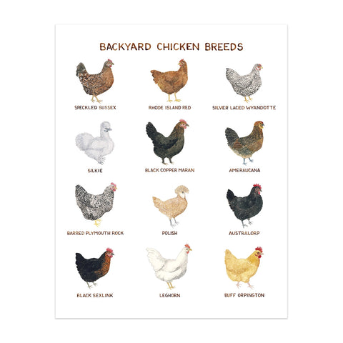 Backyard Chicken Breeds - Art Print