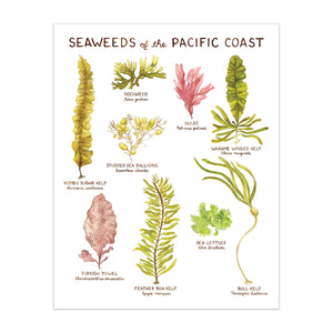 Pacific Coast Seaweeds - Art Print
